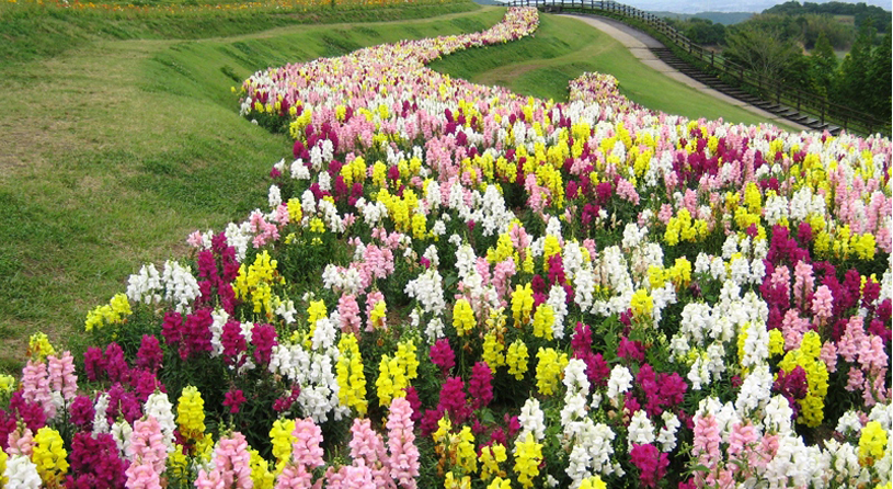 あわじ花さじき