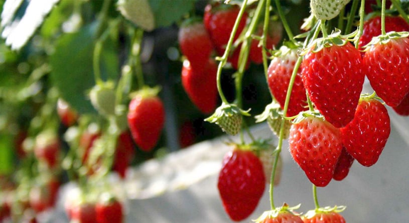 ウェルネスパーク体験農園