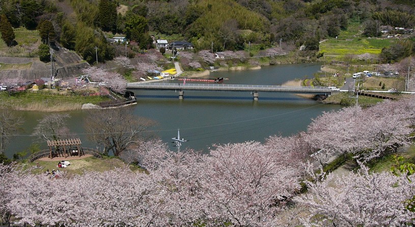 佐久間ダム公園(桜)