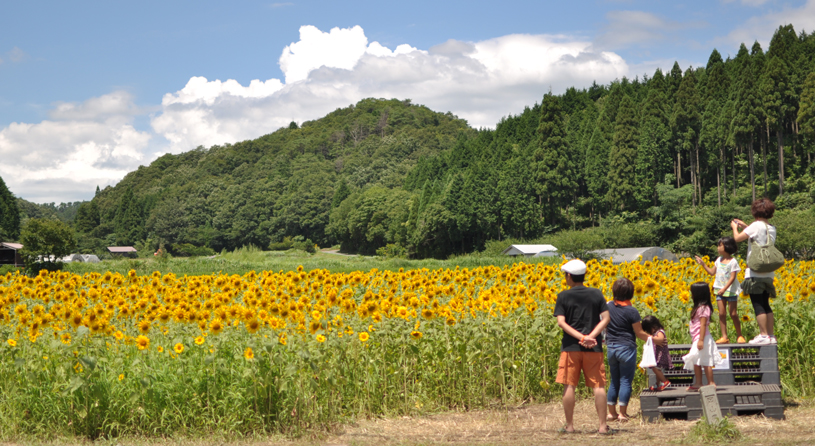 太陽に向かって咲き誇る向日葵たち
