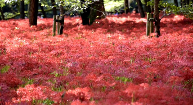 巾着田　曼珠沙華（まんじゅしゃげ）