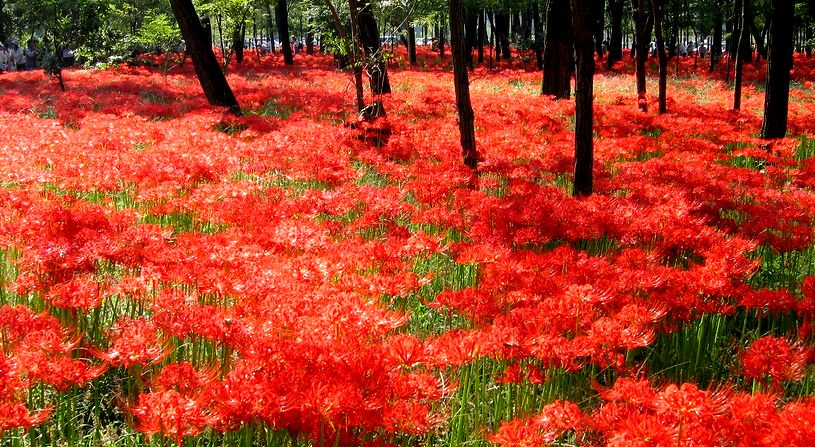 巾着田　曼珠沙華（まんじゅしゃげ）