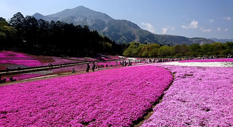 羊山公園　芝桜