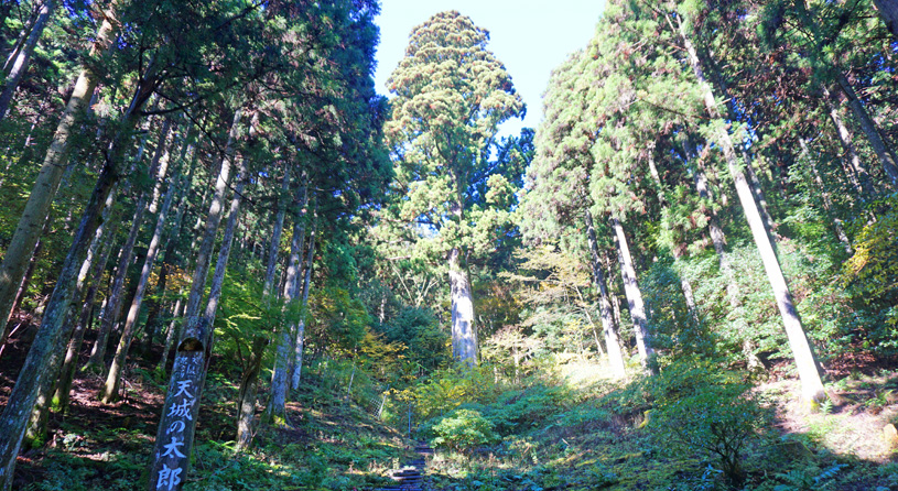 滑沢渓谷・太郎杉