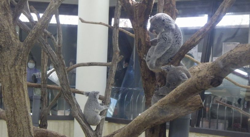 こども動物自然公園