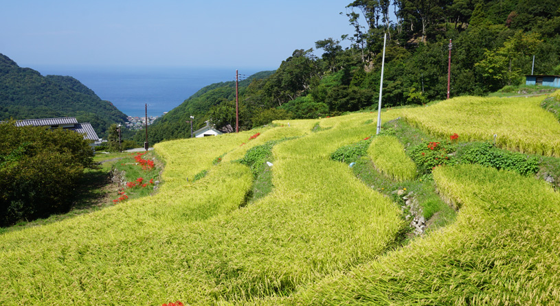 石部棚田(いしぶたなだ)