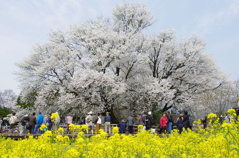 一心行の大桜