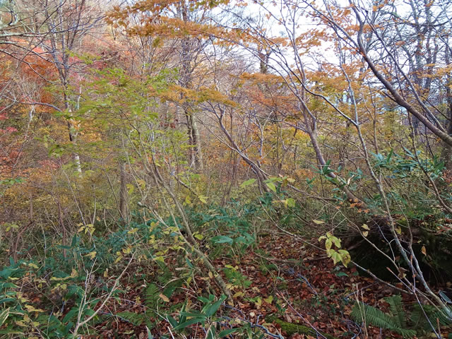 画像5