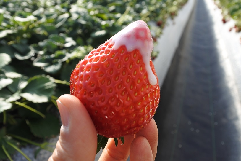 画像5