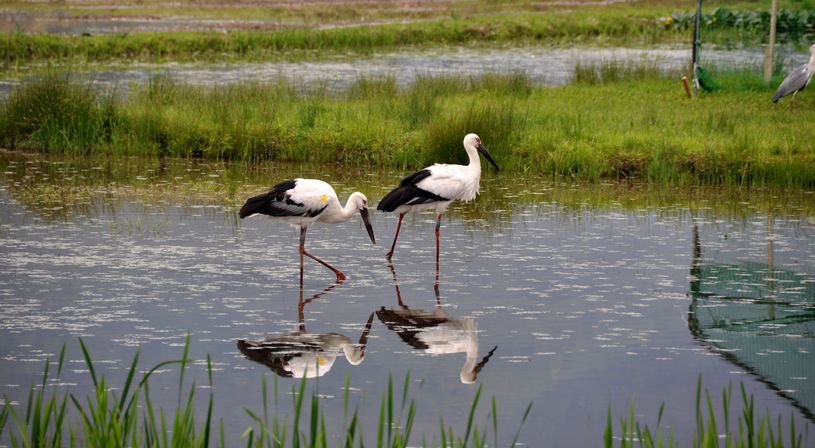 兵庫県立コウノトリの郷公園