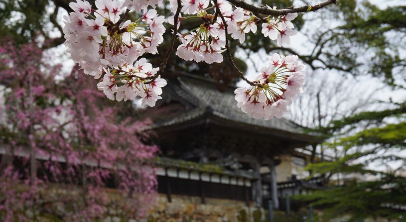 大乗寺(応挙寺)