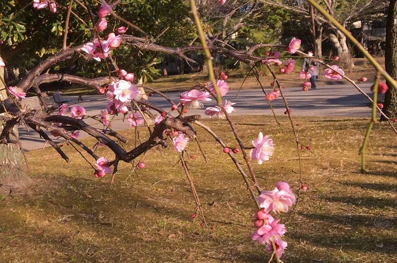 画像1