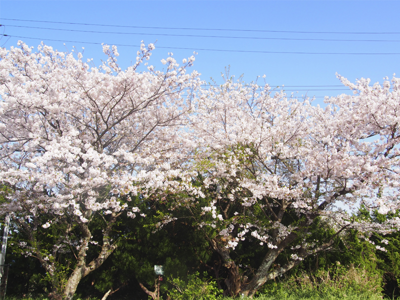 画像5