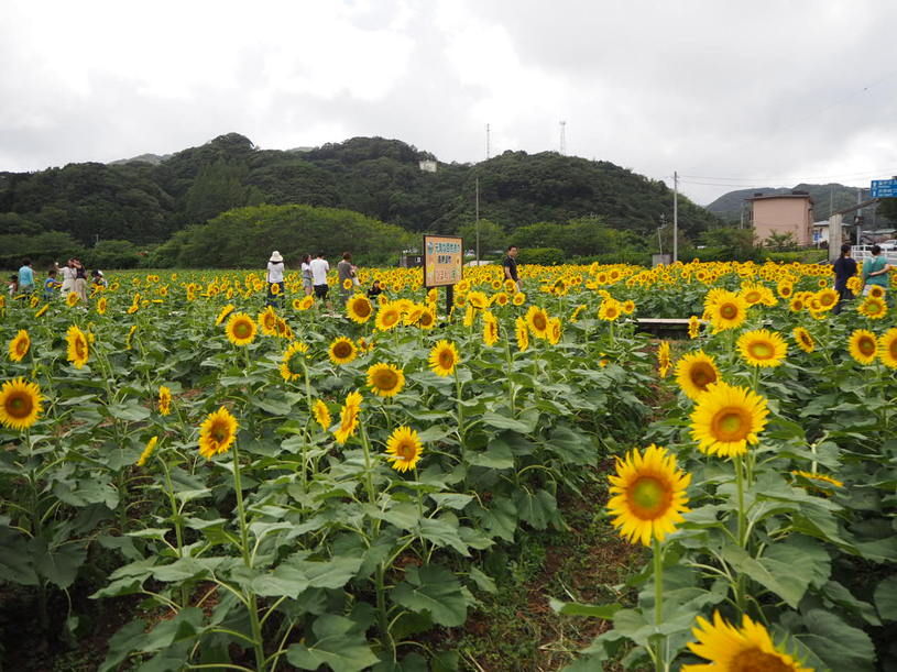 画像1