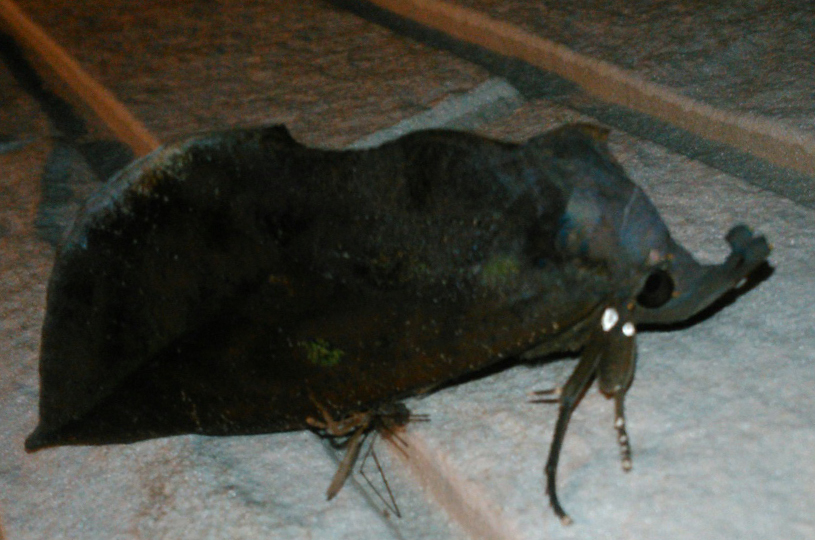 画像5