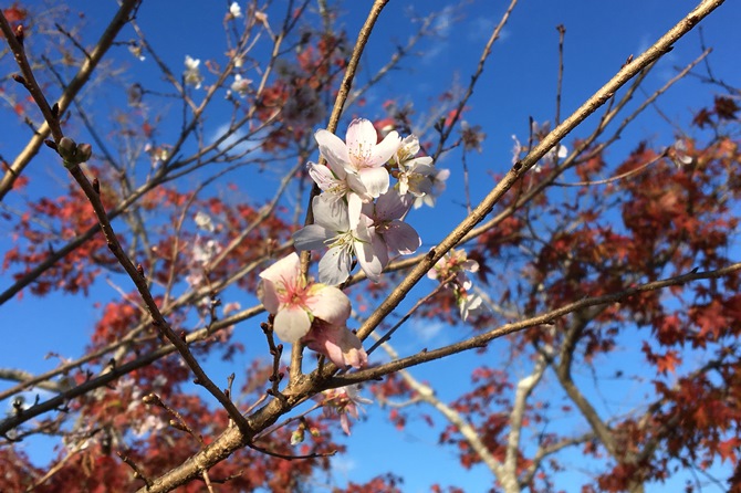 小原の四季桜