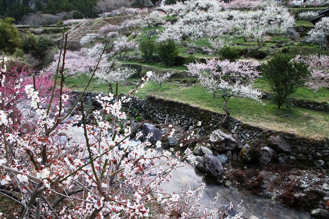 川売梅花まつり