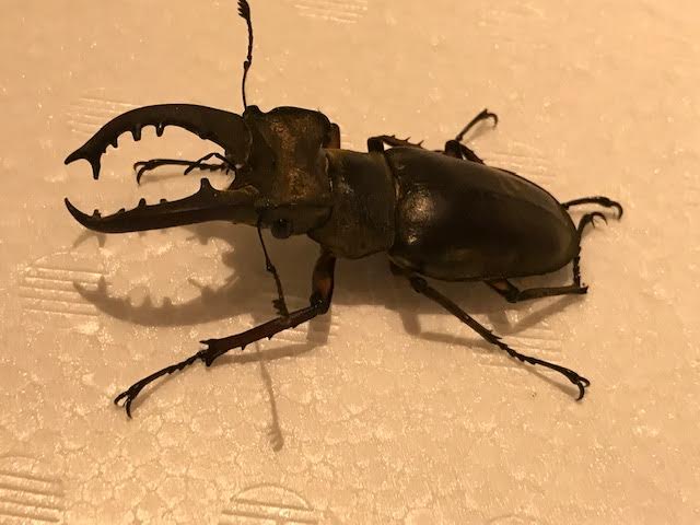 画像5