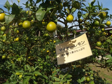 画像4