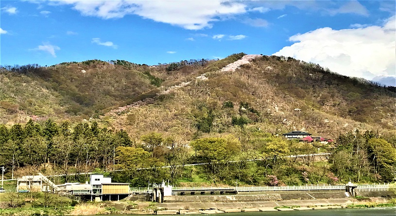光城山【桜４月中下旬】