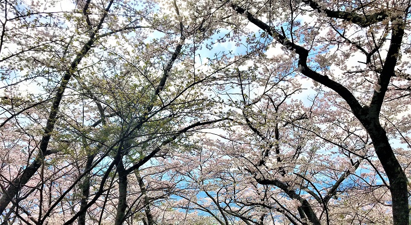 光城山【桜４月中下旬】