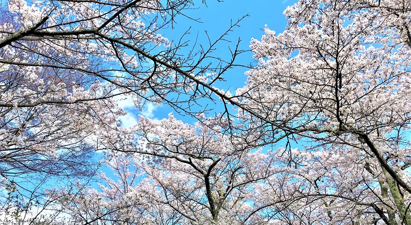 光城山【桜４月中下旬】