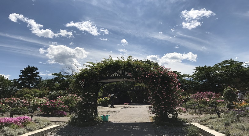 豊科近代美術館【バラ5~6月】