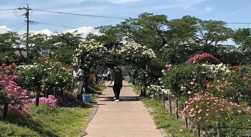 豊科近代美術館【バラ5~6月】