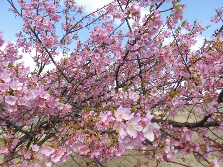 画像1