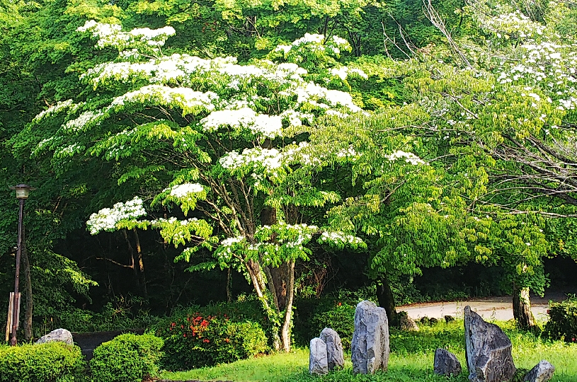 画像1