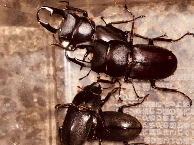 画像1