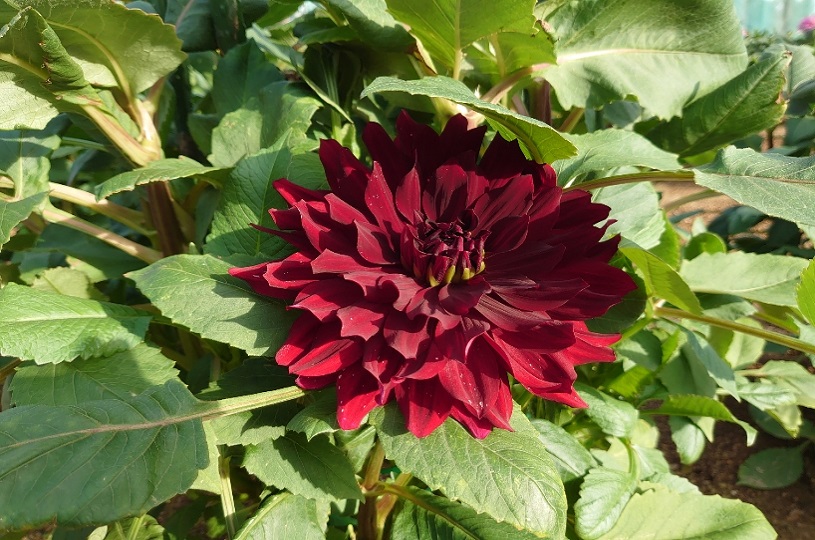 画像2