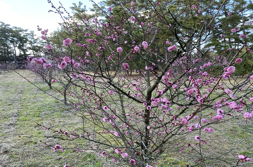 画像4