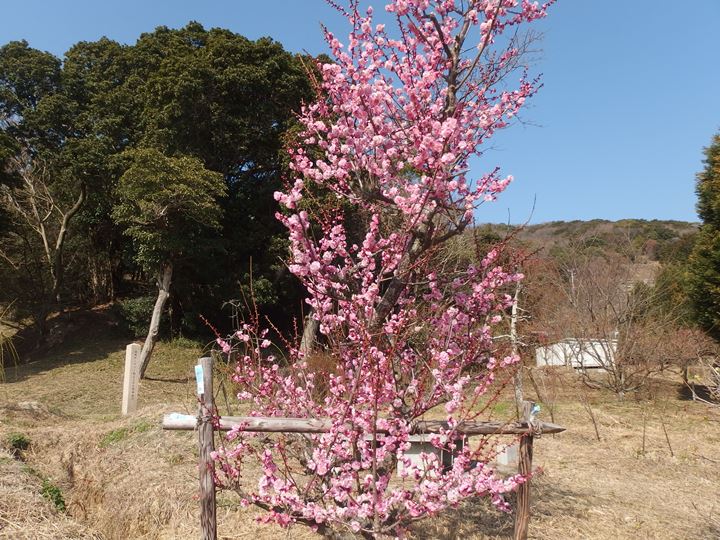 画像4