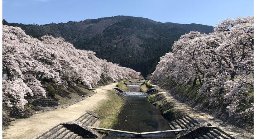鮎河の千本桜