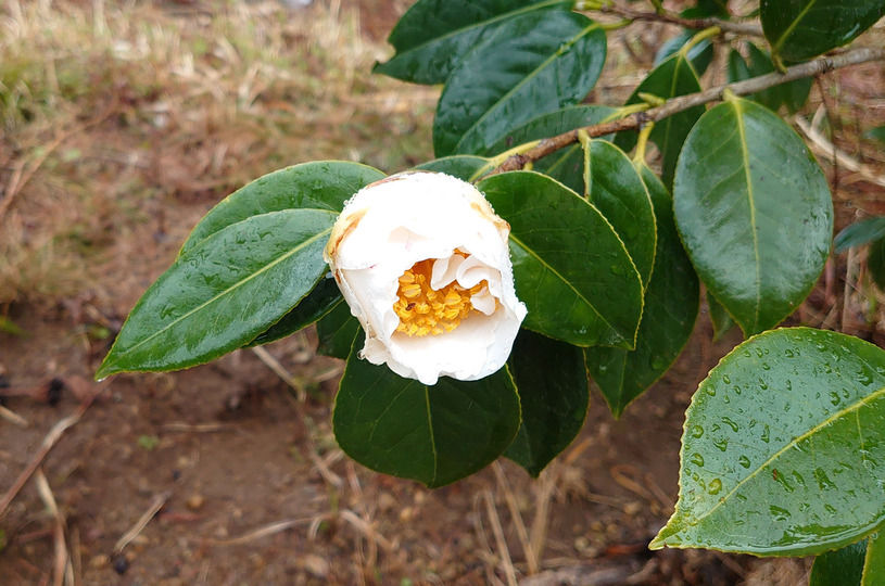 画像5