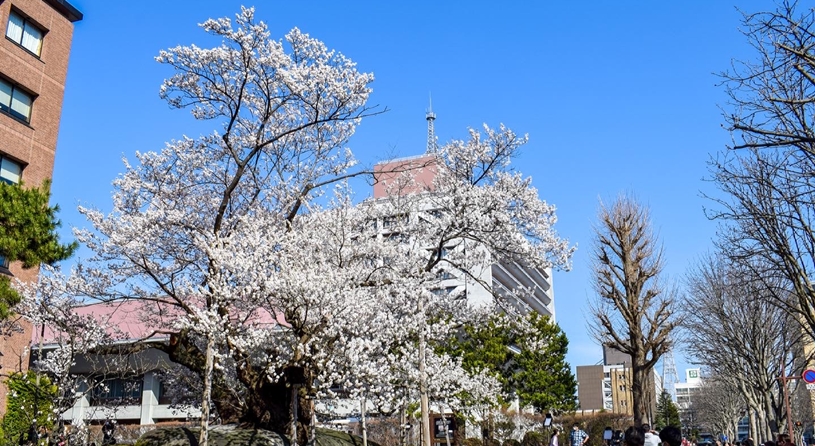 石割桜