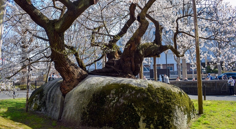 石割桜