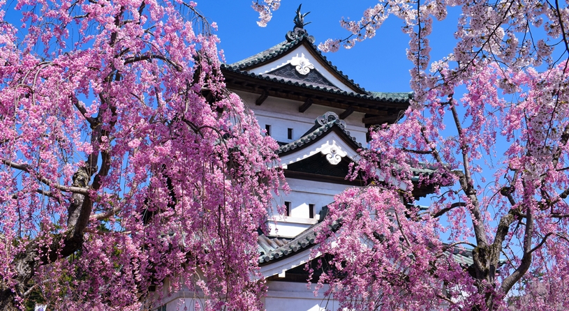 青森　弘前公園の桜