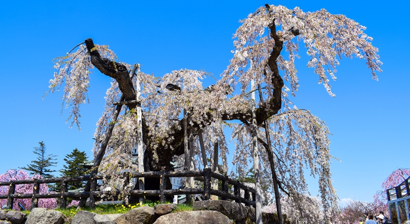青森　弘前公園の桜