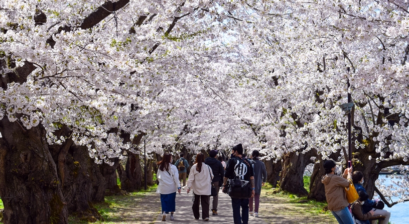 青森　弘前公園の桜