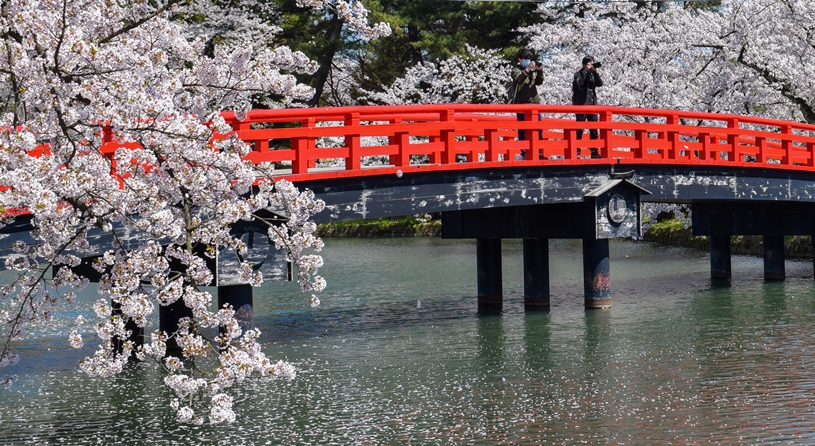 青森　弘前公園の桜