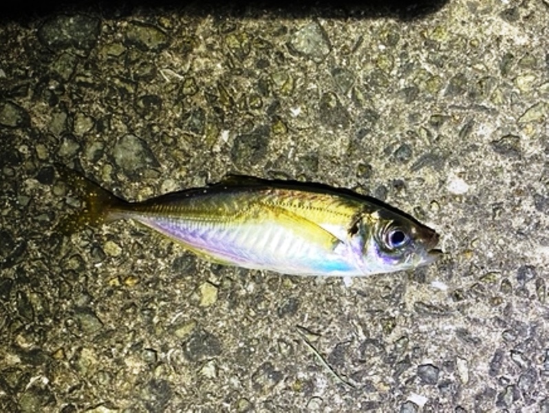 画像1