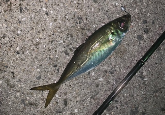 画像1
