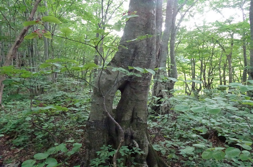 画像4