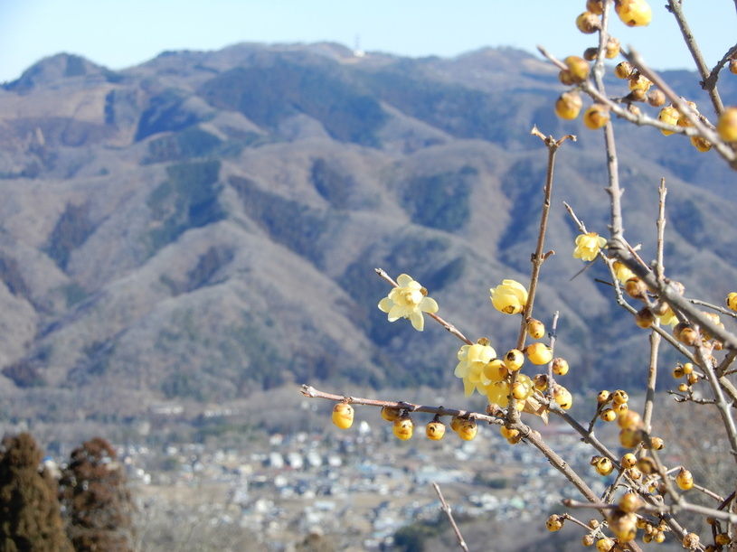 画像1