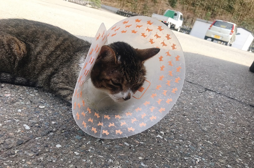 画像5