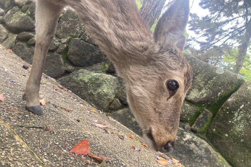 画像1