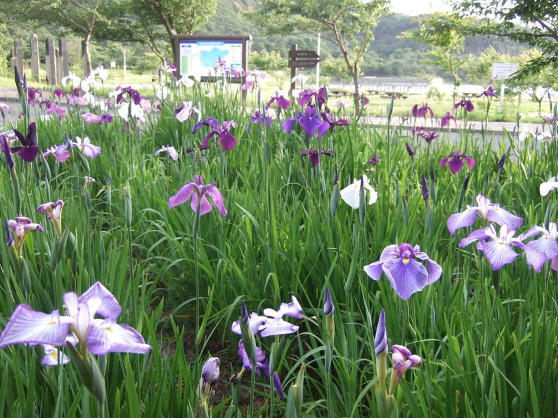 画像4