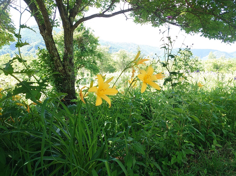 画像1
